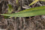 Southern rattlesnake master